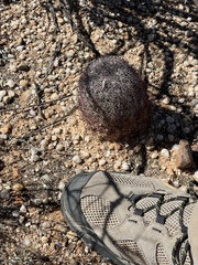Echinomastus erectocentrus erectocentrus