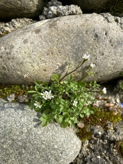 Cardamine