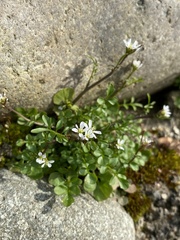 Cardamine