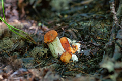 Leccinum albostipitatum