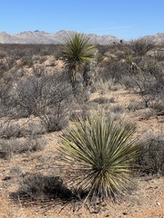Yucca elata