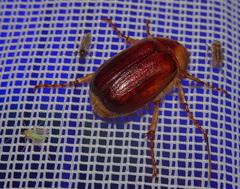 Rhizotrogus aestivus