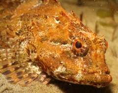 Taurulus bubalis