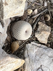 Epithelantha bokei