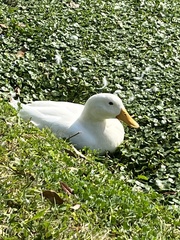 Anas platyrhynchos domesticus