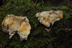 Amaropostia stiptica