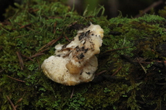 Amaropostia stiptica