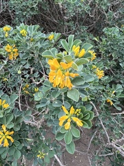 Medicago arborea