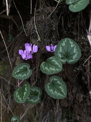 Cyclamen coum