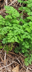 Chaerophyllum procumbens