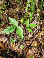 Arisaema triphyllum