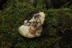 Amaropostia stiptica
