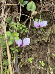 Cyclamen coum