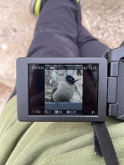 Pycnonotus xanthopygos