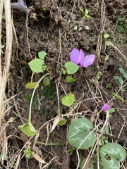 Cyclamen coum