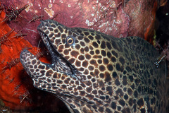 Gymnothorax favagineus