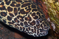 Gymnothorax favagineus