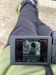 Pycnonotus xanthopygos