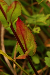Epilobium collinum
