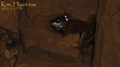 Rana huanrensis