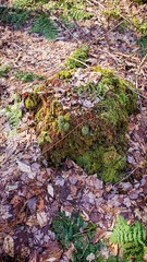 Pallavicinia lyellii