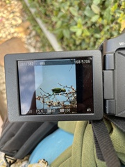 Psittacula krameri