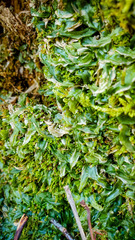 Pallavicinia lyellii