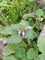 Lamium purpureum