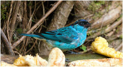 Chalcothraupis ruficervix