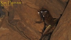 Rana huanrensis