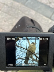 Garrulus glandarius
