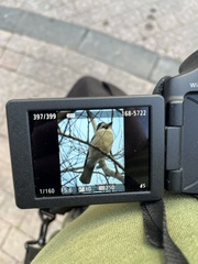 Garrulus glandarius