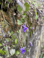Viola