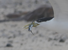 Exocoetidae