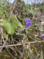 Viola