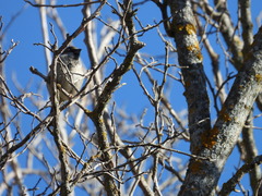 Passer domesticus