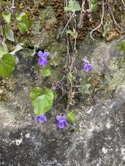 Viola