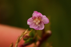 Epilobium collinum