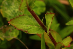 Epilobium collinum