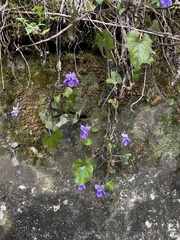 Viola