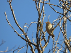 Passer domesticus
