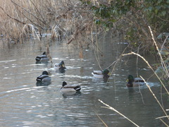Anas platyrhynchos