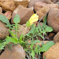 Oenothera triloba