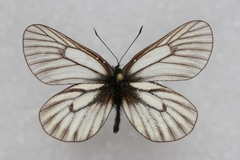 Mesapia peloria