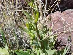 Rafinesquia californica