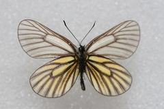 Mesapia peloria