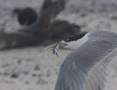 Exocoetidae