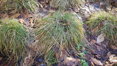 Carex bromoides