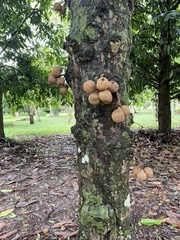 Stelechocarpus burahol