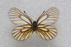 Mesapia peloria